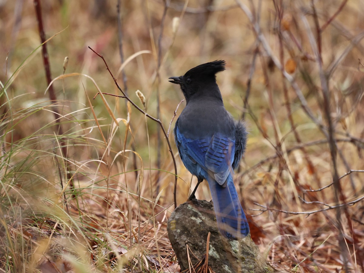 Chara de Steller - ML645474624