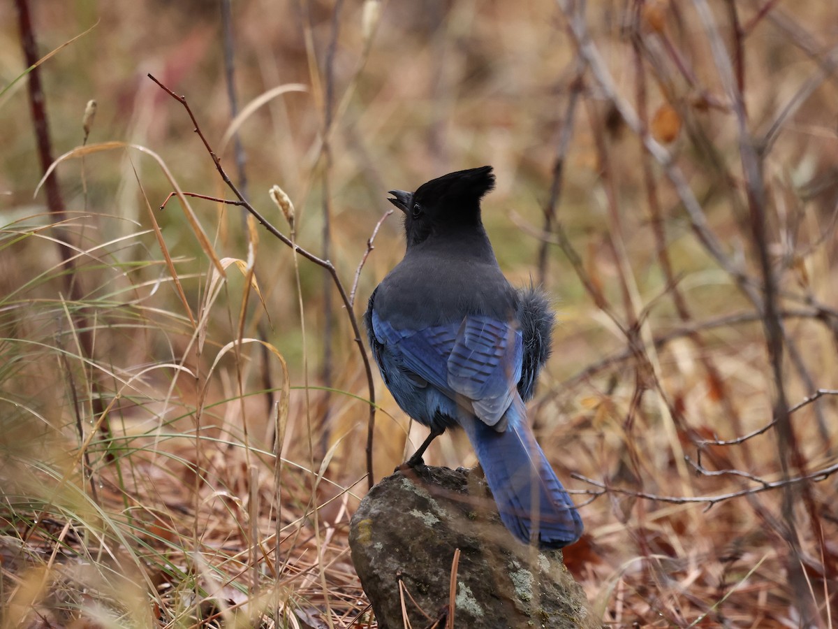 Chara de Steller - ML645474625