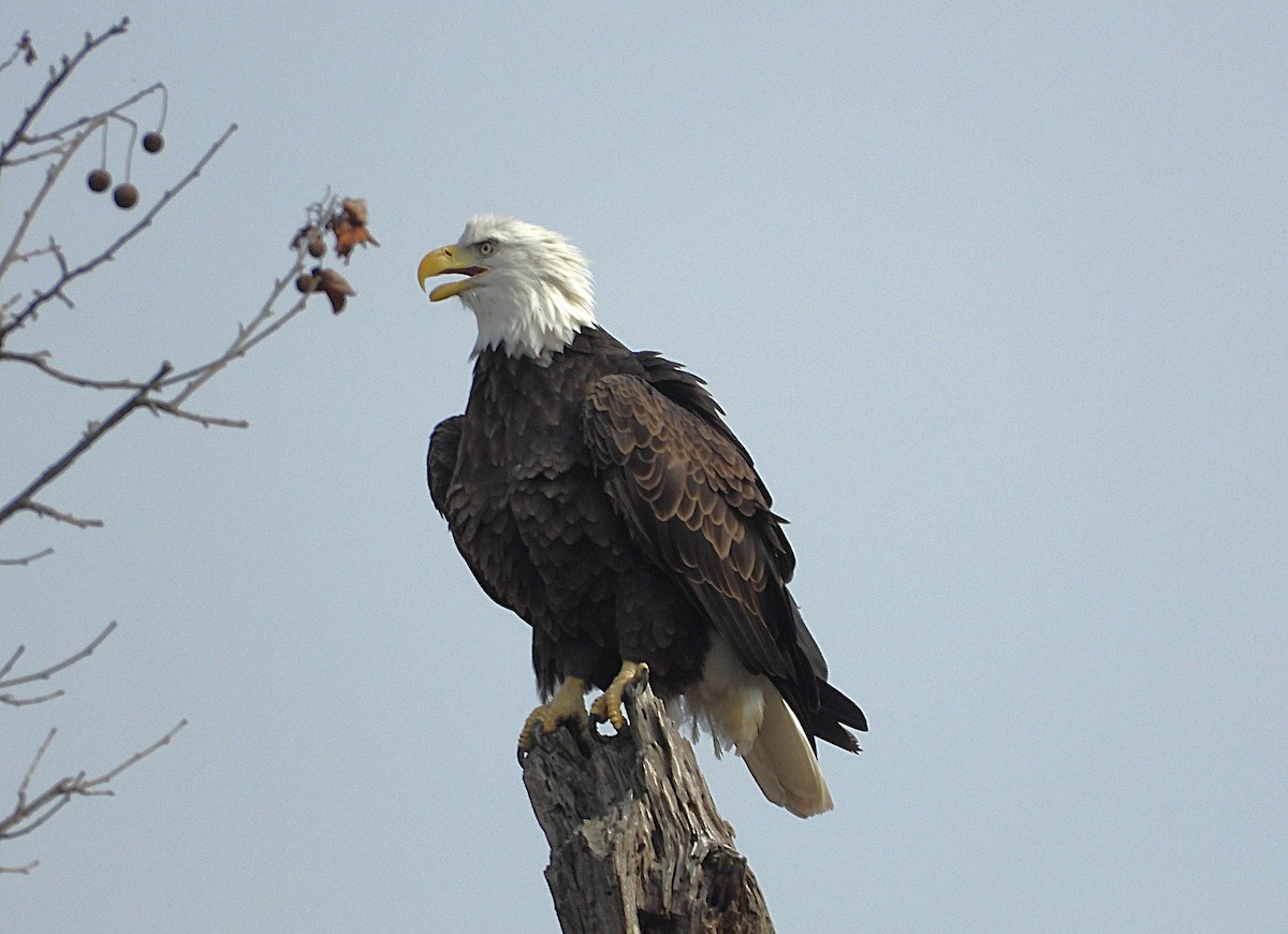 Bald Eagle - ML645474626