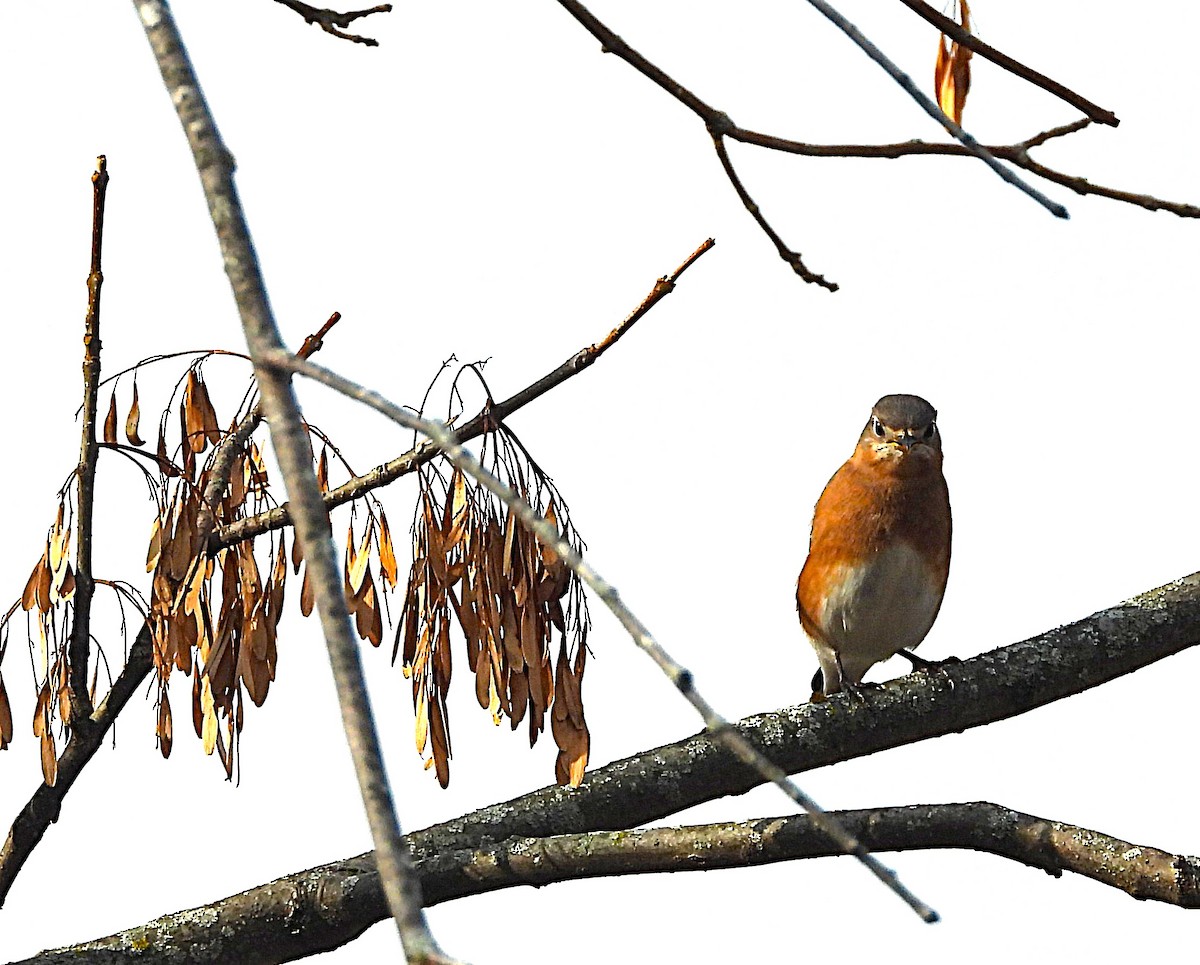 Eastern Bluebird - ML645474629