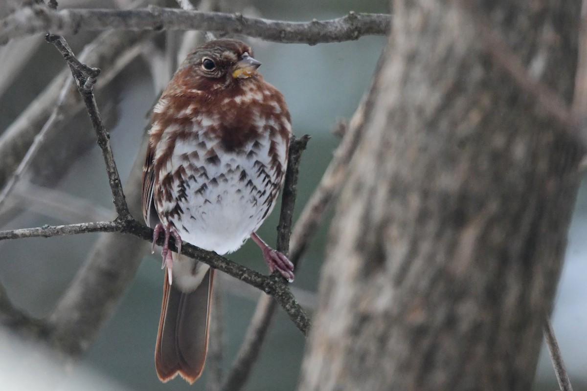 Fox Sparrow - ML645474635
