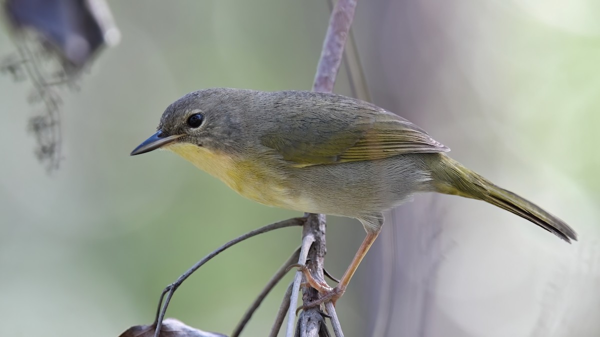Bahama Yellowthroat - ML645474638