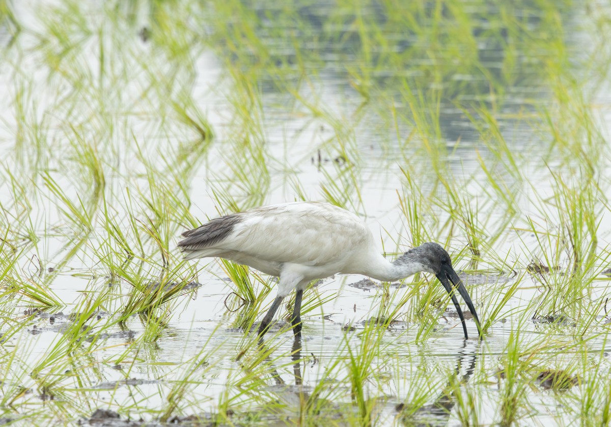 Black-headed Ibis - ML645474642