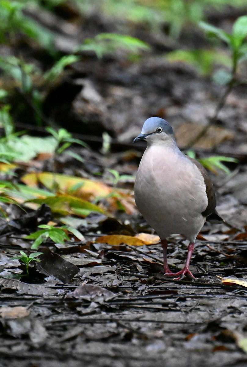 Gray-headed Dove - ML645474646