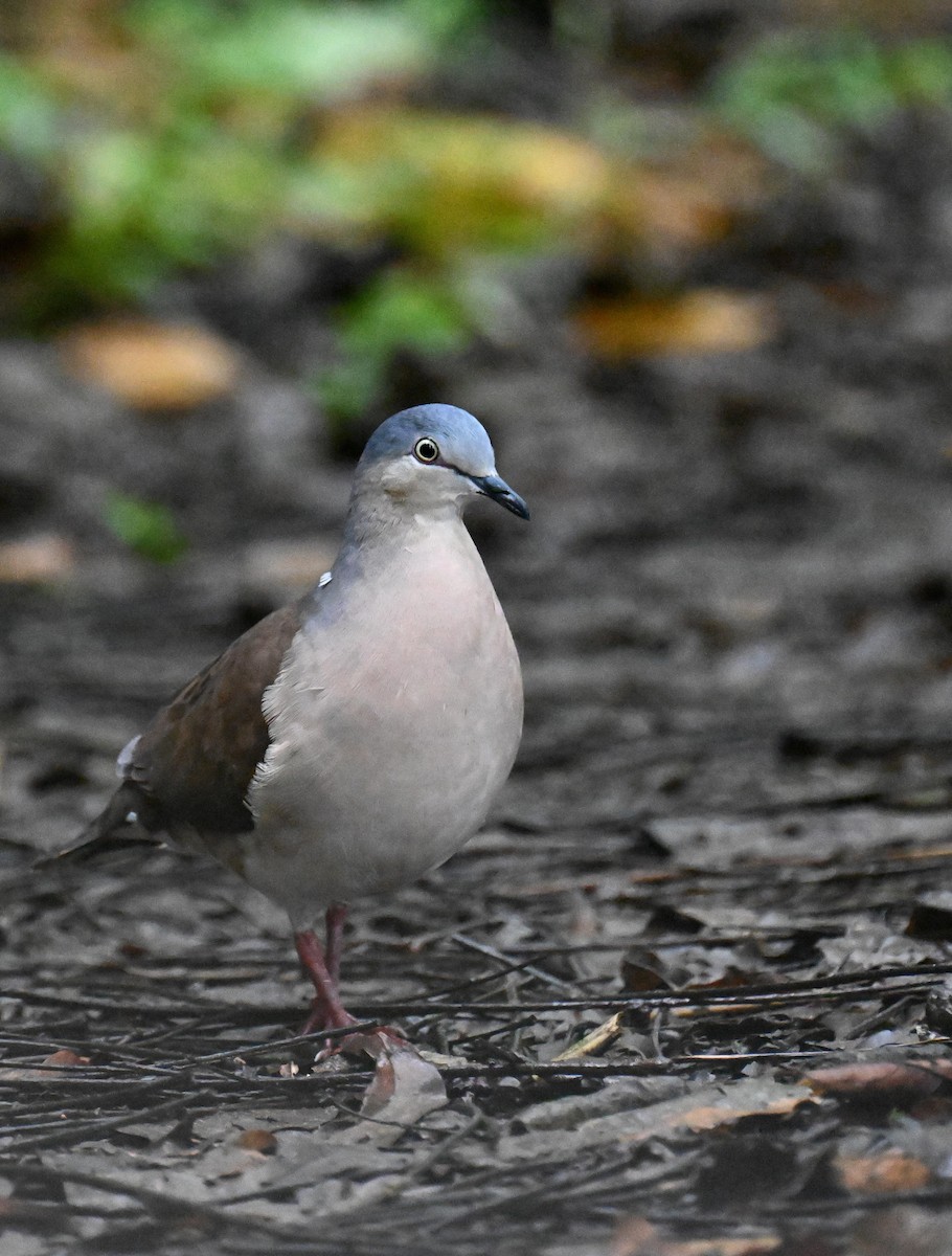 Gray-headed Dove - ML645474647