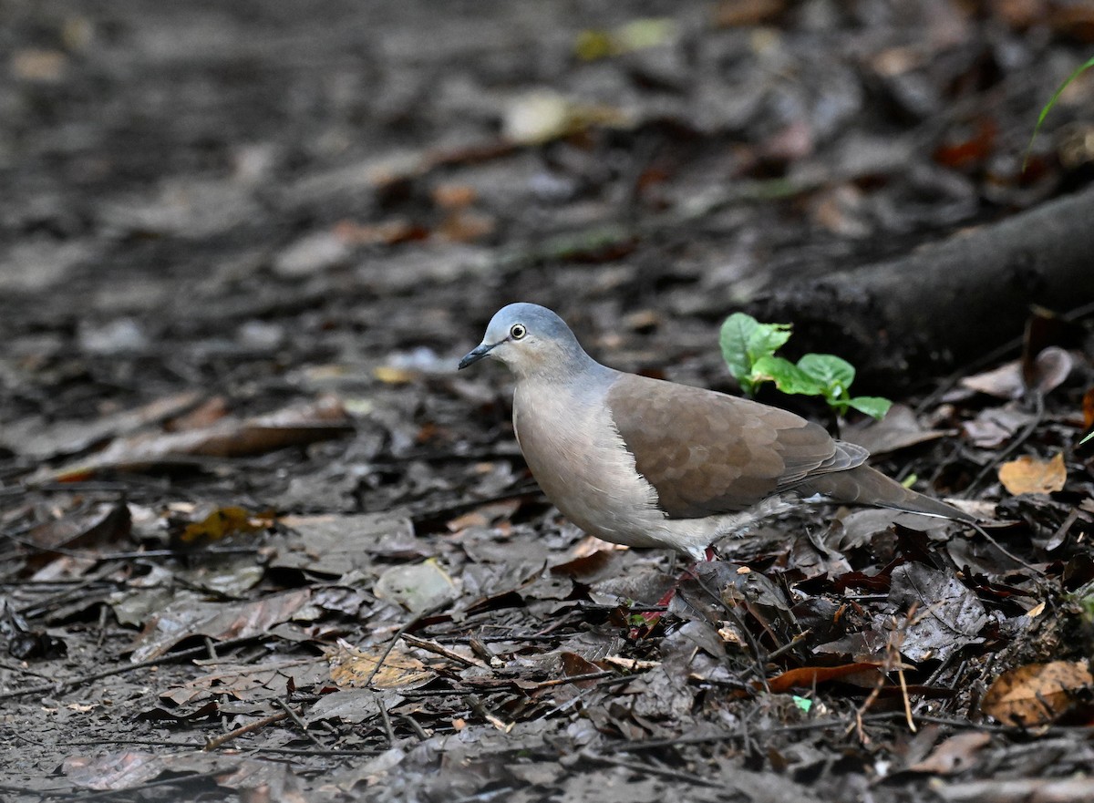 Gray-headed Dove - ML645474648