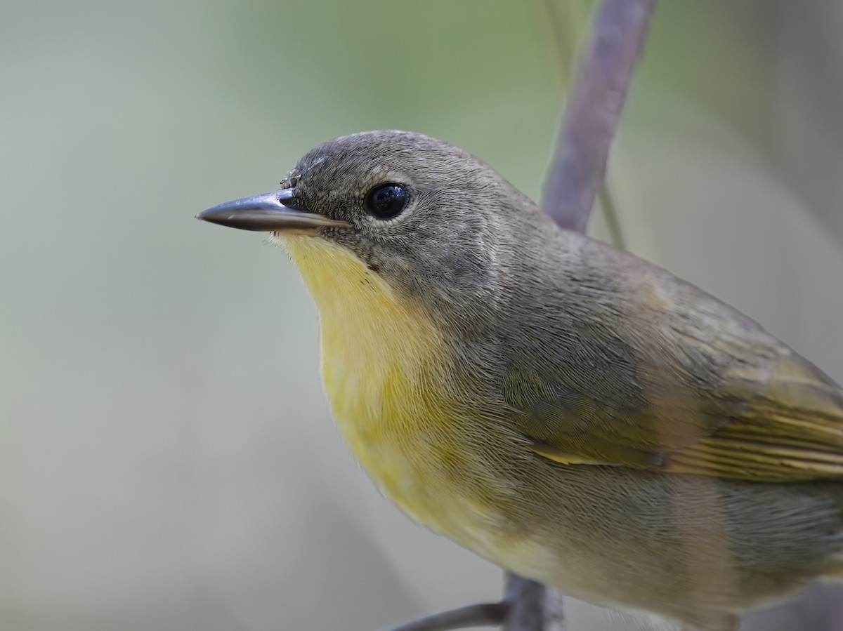 Bahama Yellowthroat - ML645474649