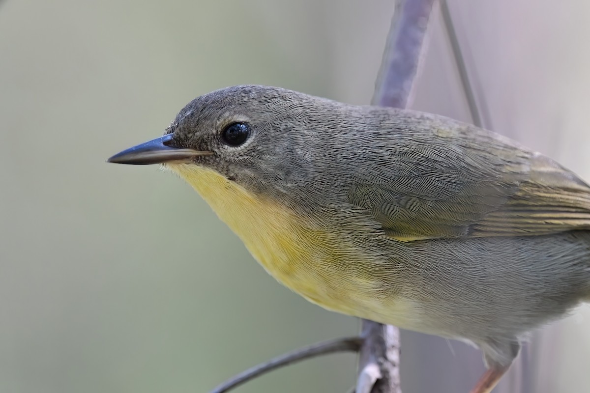 Bahama Yellowthroat - ML645474650