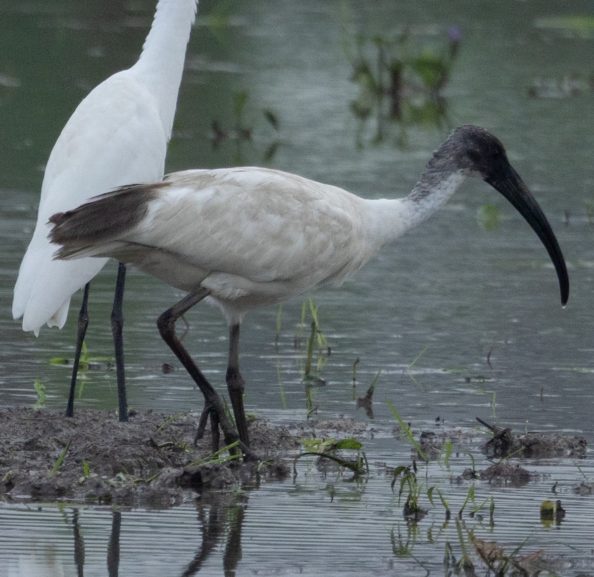 Black-headed Ibis - ML645474654
