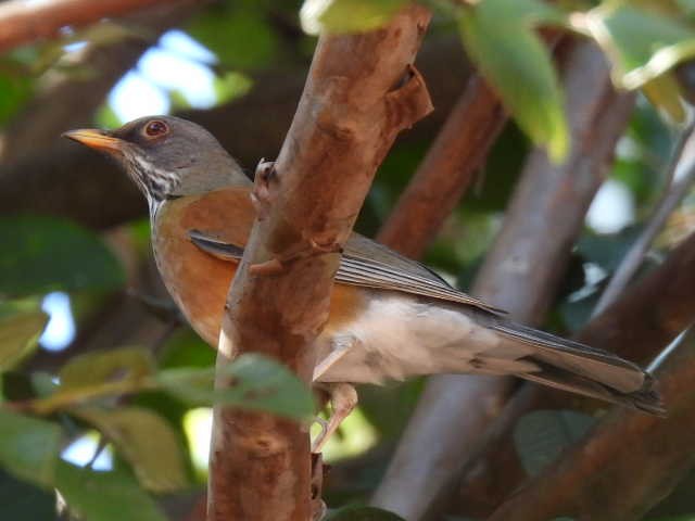 Rotmanteldrossel - ML645474655