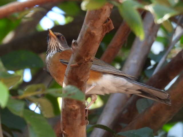 Rotmanteldrossel - ML645474656