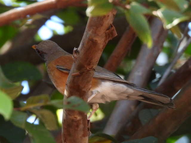 Rotmanteldrossel - ML645474657