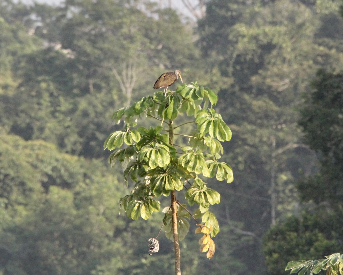 Limpkin - ML645474666