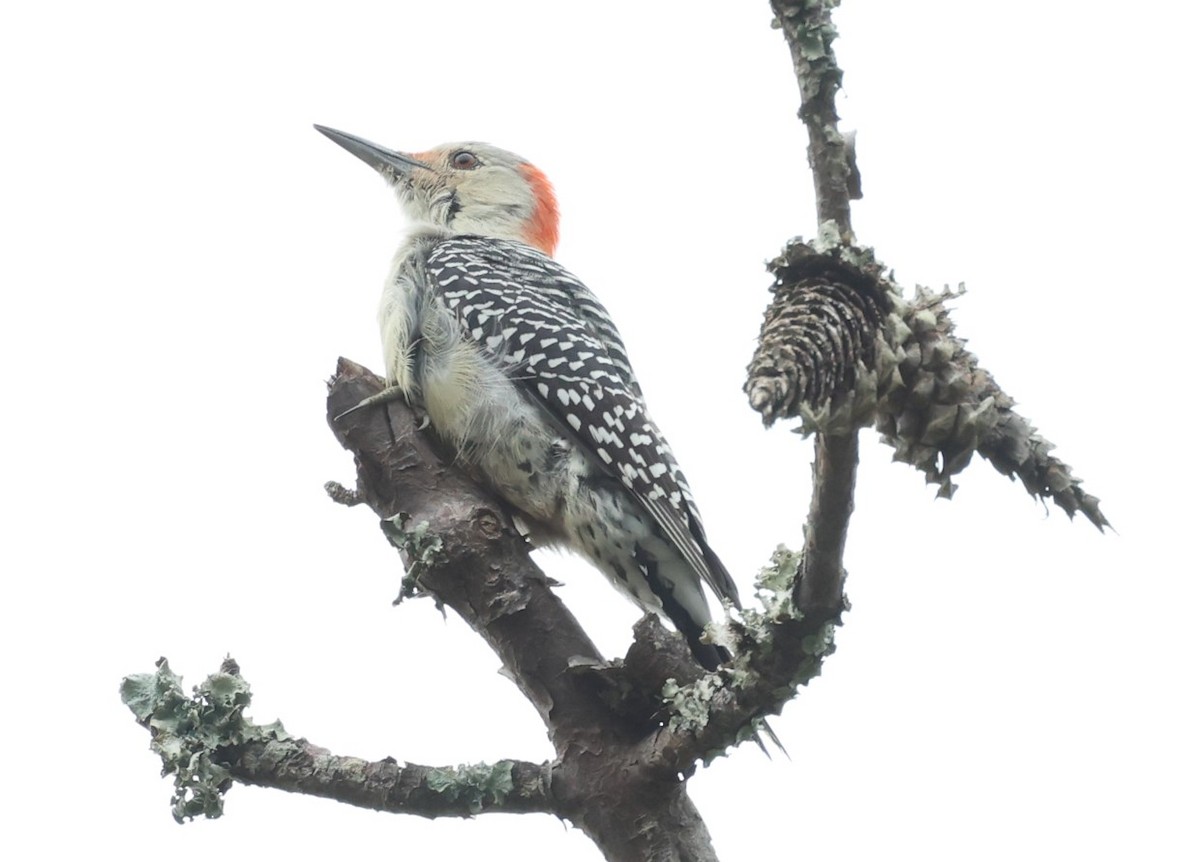 Red-bellied Woodpecker - ML645474667