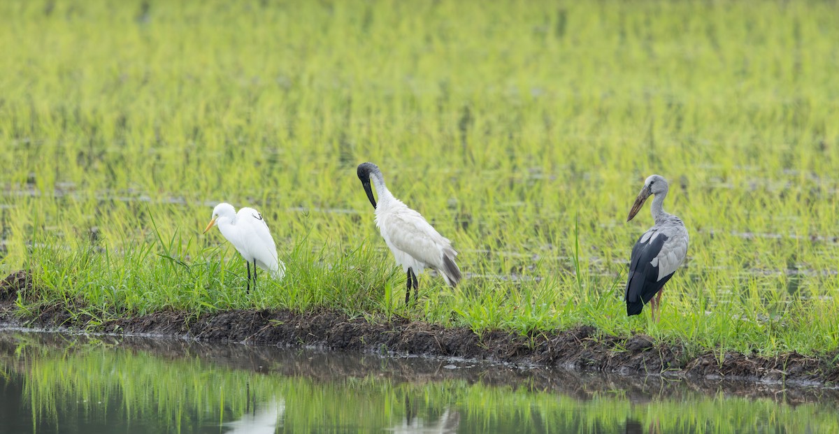 Black-headed Ibis - ML645474671