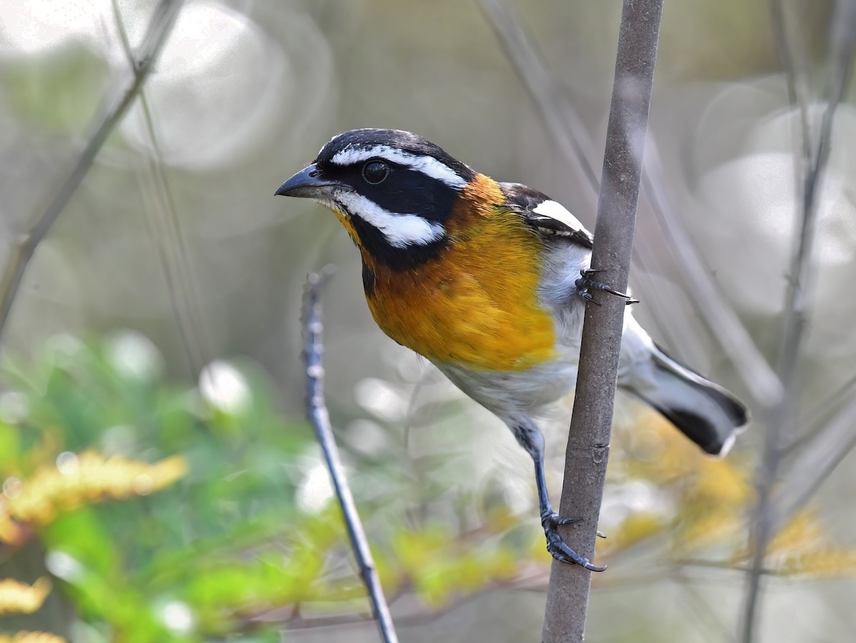Western Spindalis (Bahamas Black-backed) - ML645474679