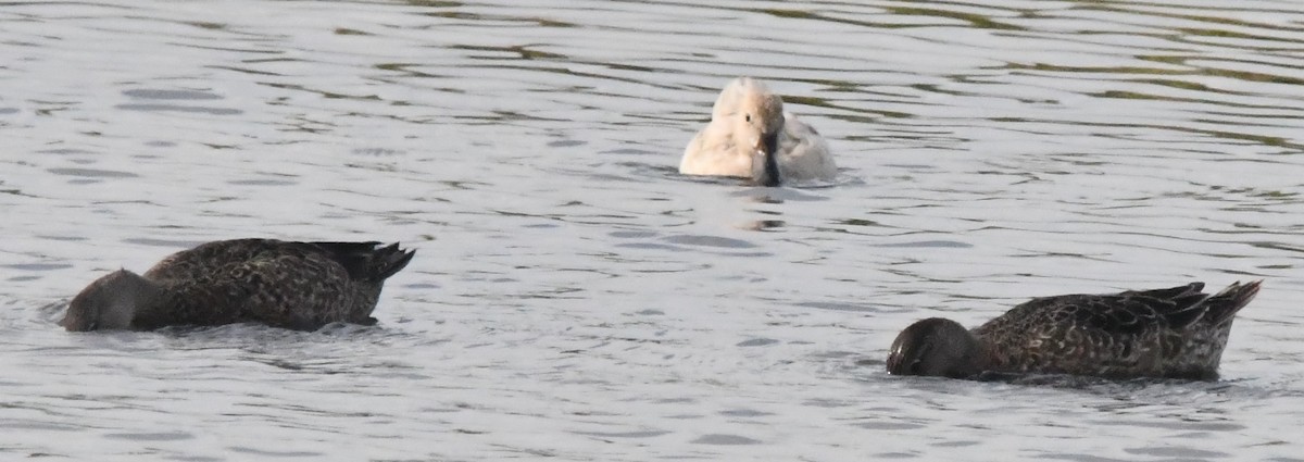 Zertzeta hegalurdina - ML645474688