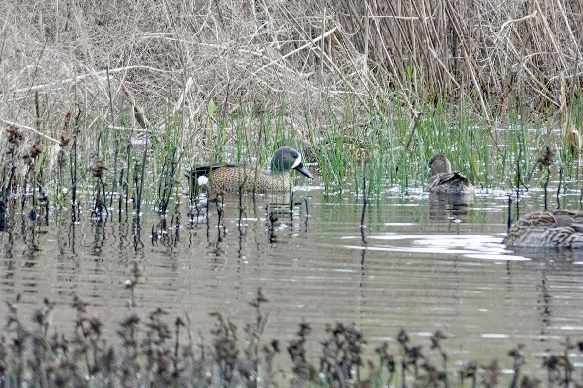 Zertzeta hegalurdina - ML645474690