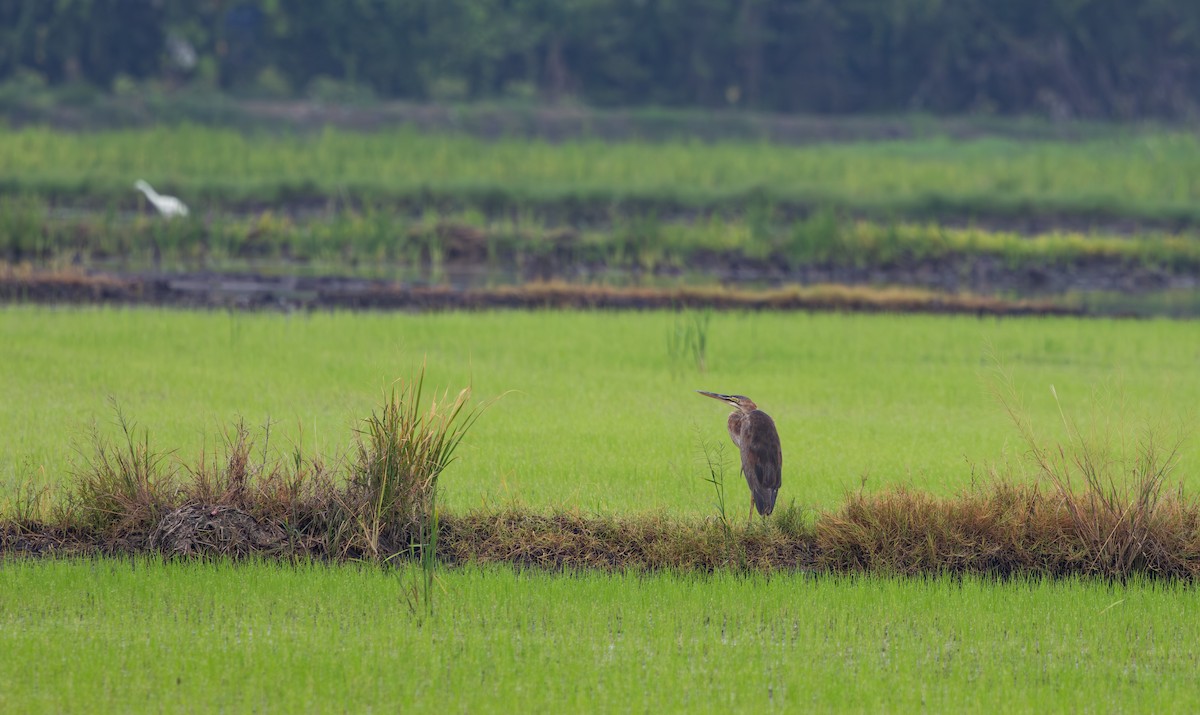 Purple Heron - ML645474691