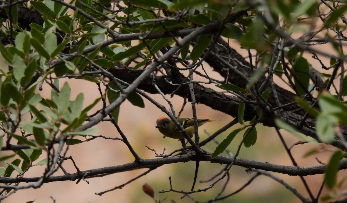 Ruby-crowned Kinglet - ML645474694