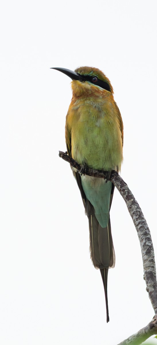 Blue-tailed Bee-eater - ML645474695