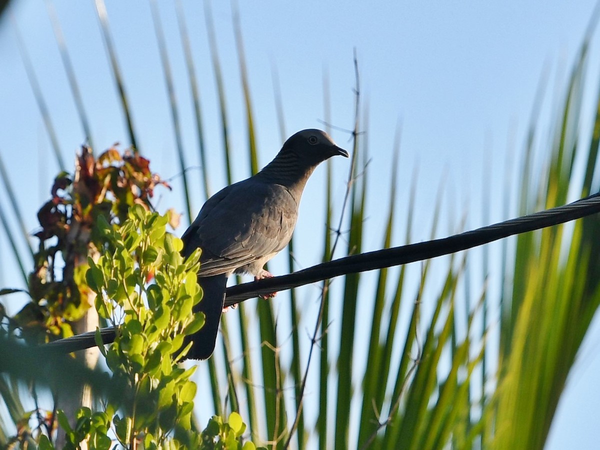 シロボウシバト - ML645474696