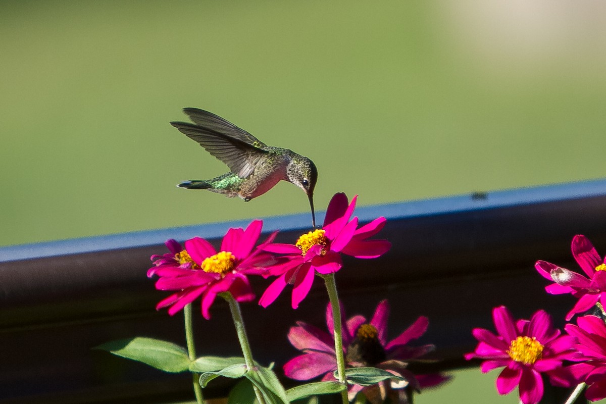 Рубиновогорлый колибри - ML645474700