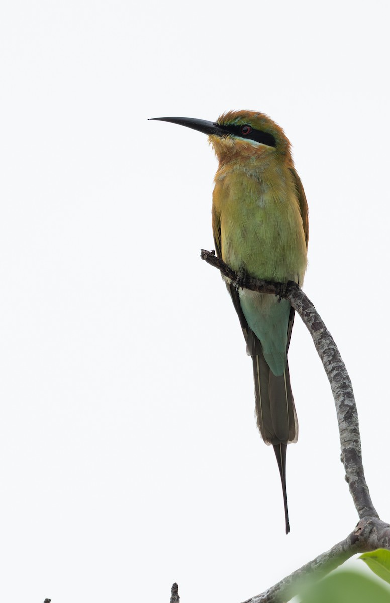 Blue-tailed Bee-eater - ML645474701