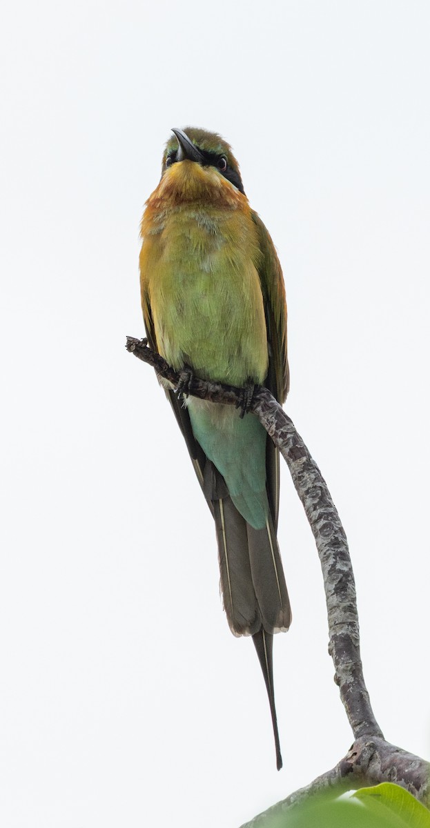 Blue-tailed Bee-eater - ML645474703