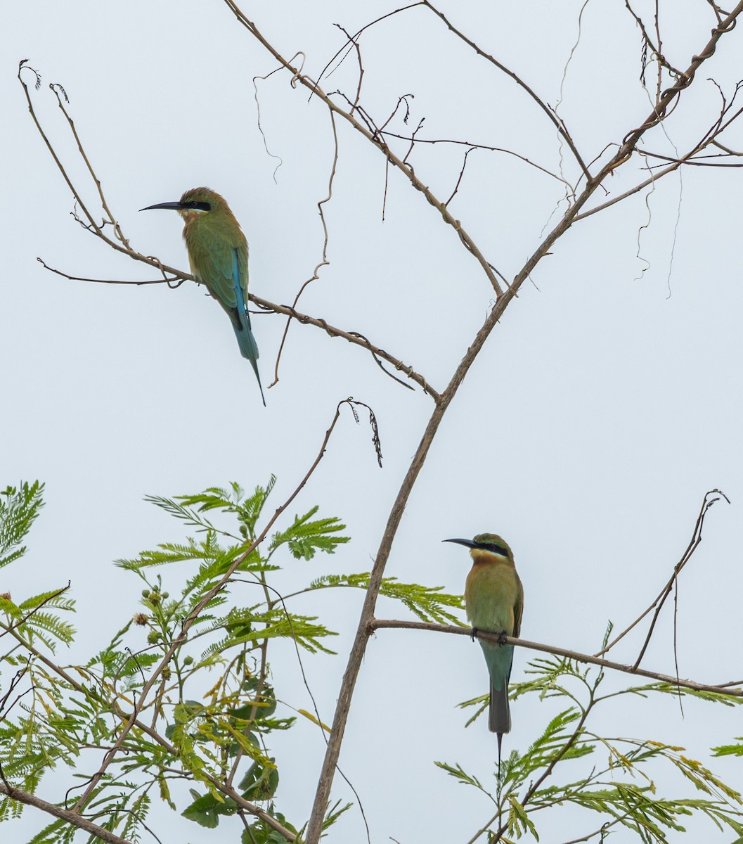 Blue-tailed Bee-eater - ML645474707