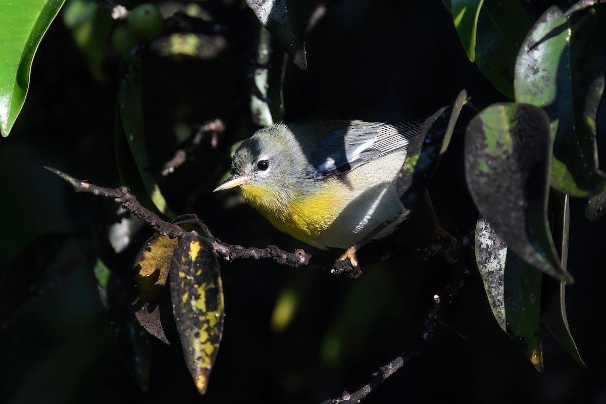 アサギアメリカムシクイ - ML645474709