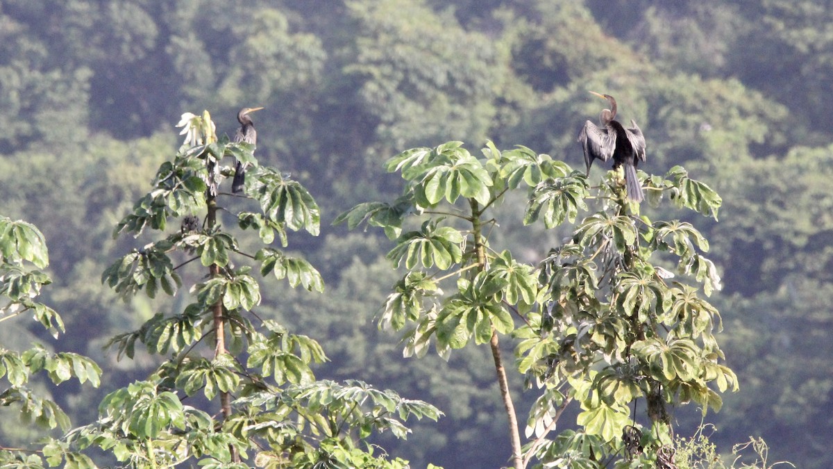 Anhinga - ML645474713