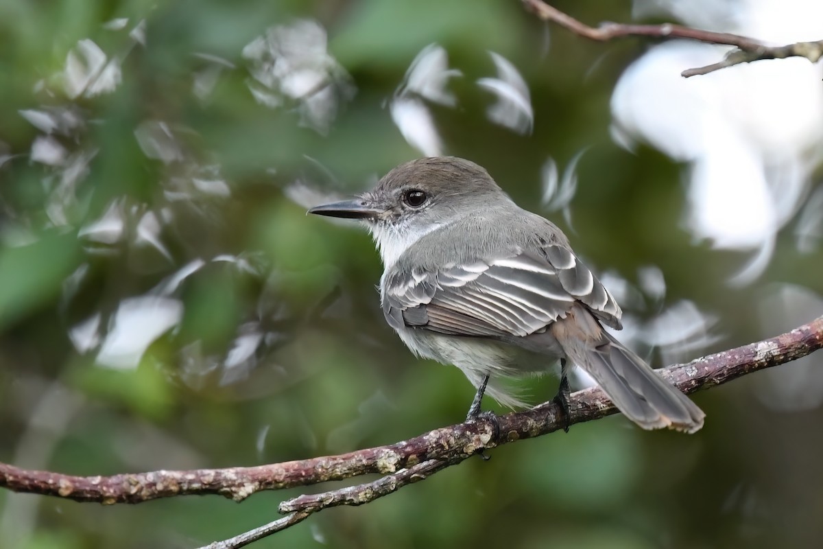 バハマヒタキモドキ - ML645474721