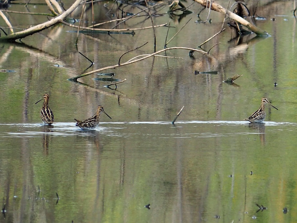 Wilson's Snipe - ML645474722