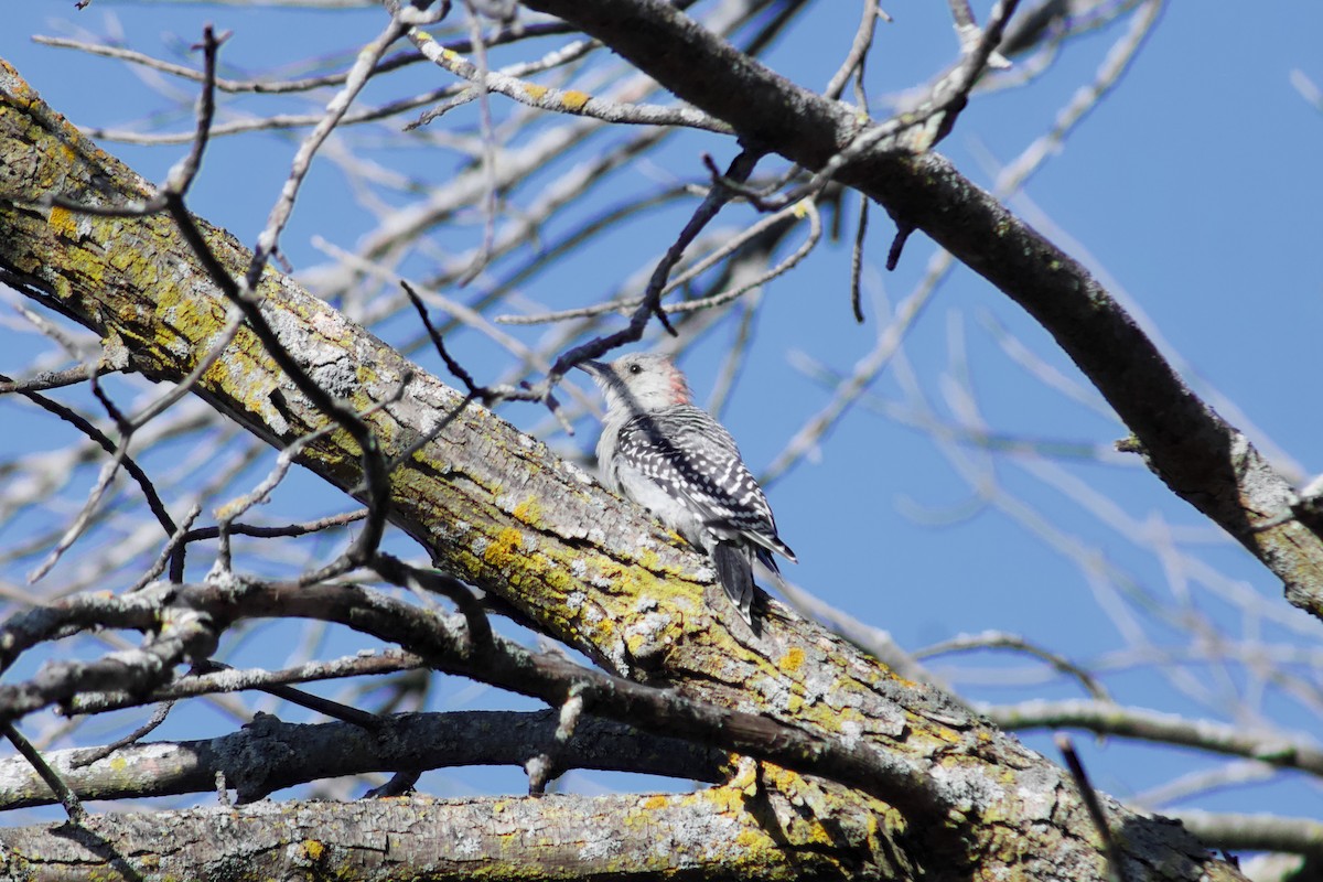 Red-bellied Woodpecker - ML645474723