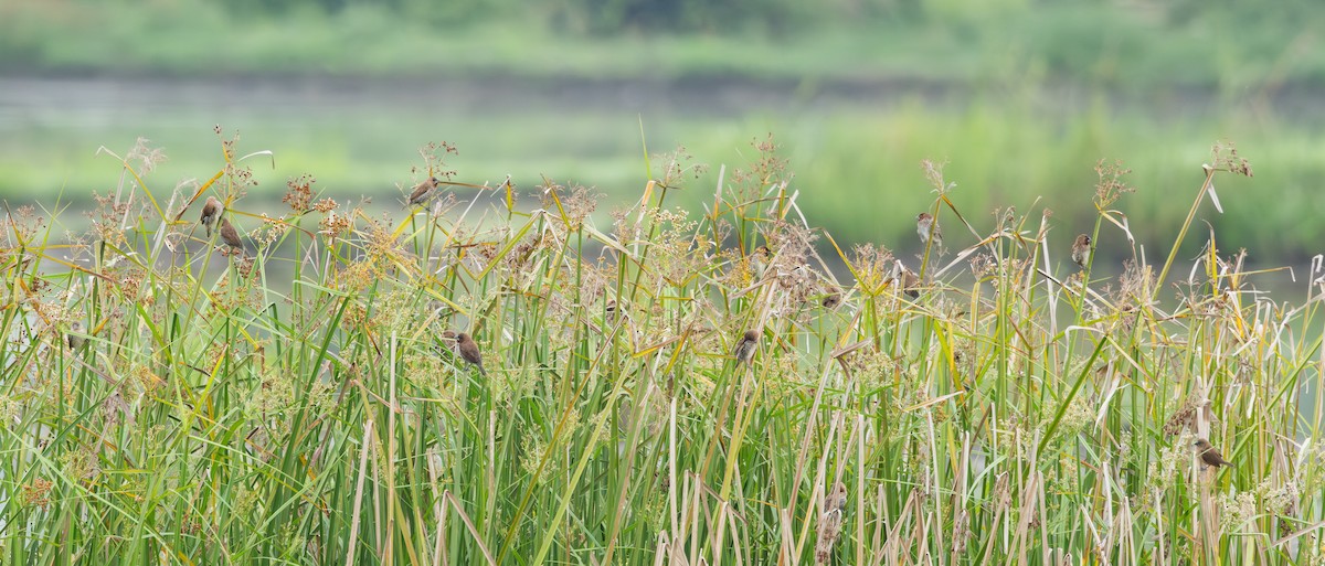 Scaly-breasted Munia - ML645474727