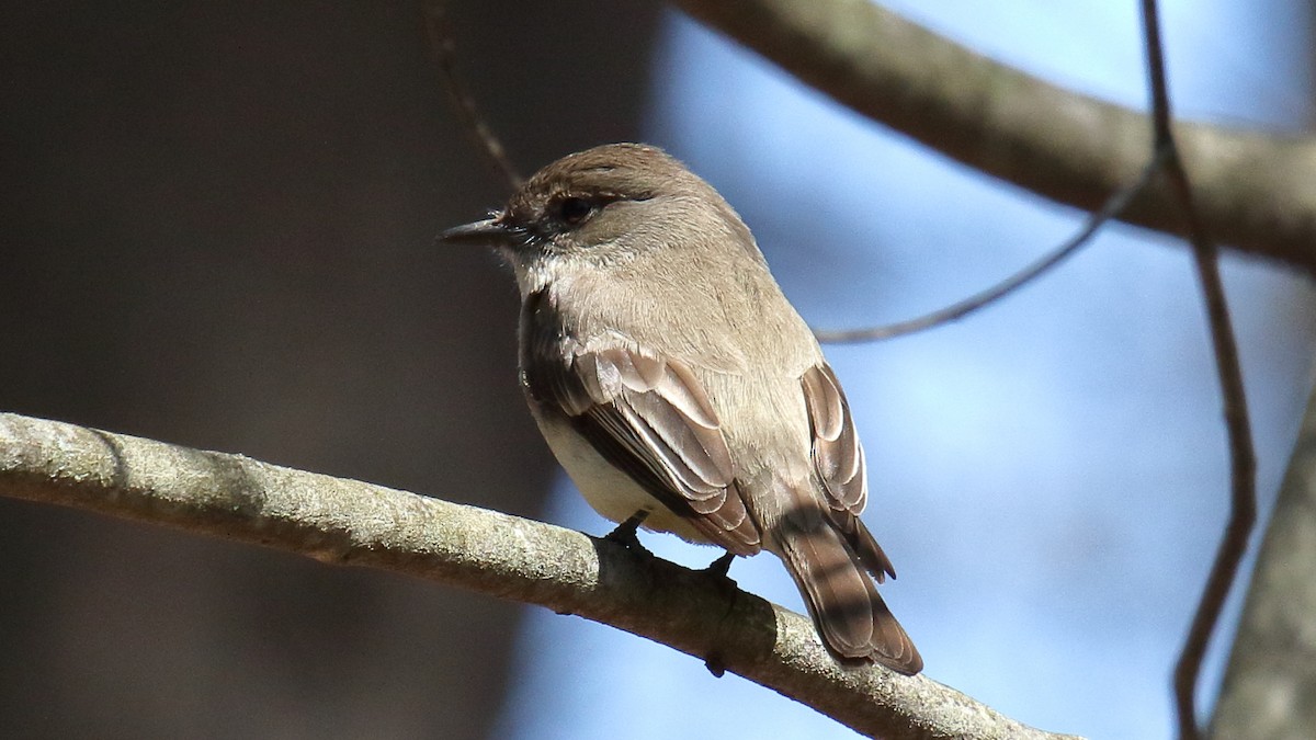 Eastern Phoebe - ML645474732
