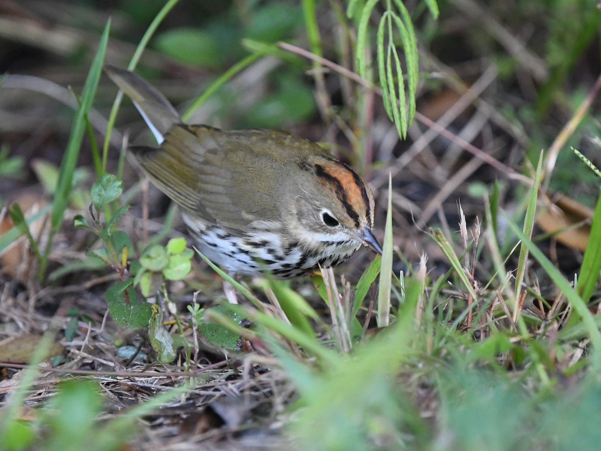 カマドムシクイ - ML645474737