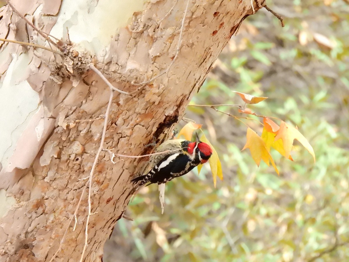 Rotnacken-Saftlecker - ML645474740