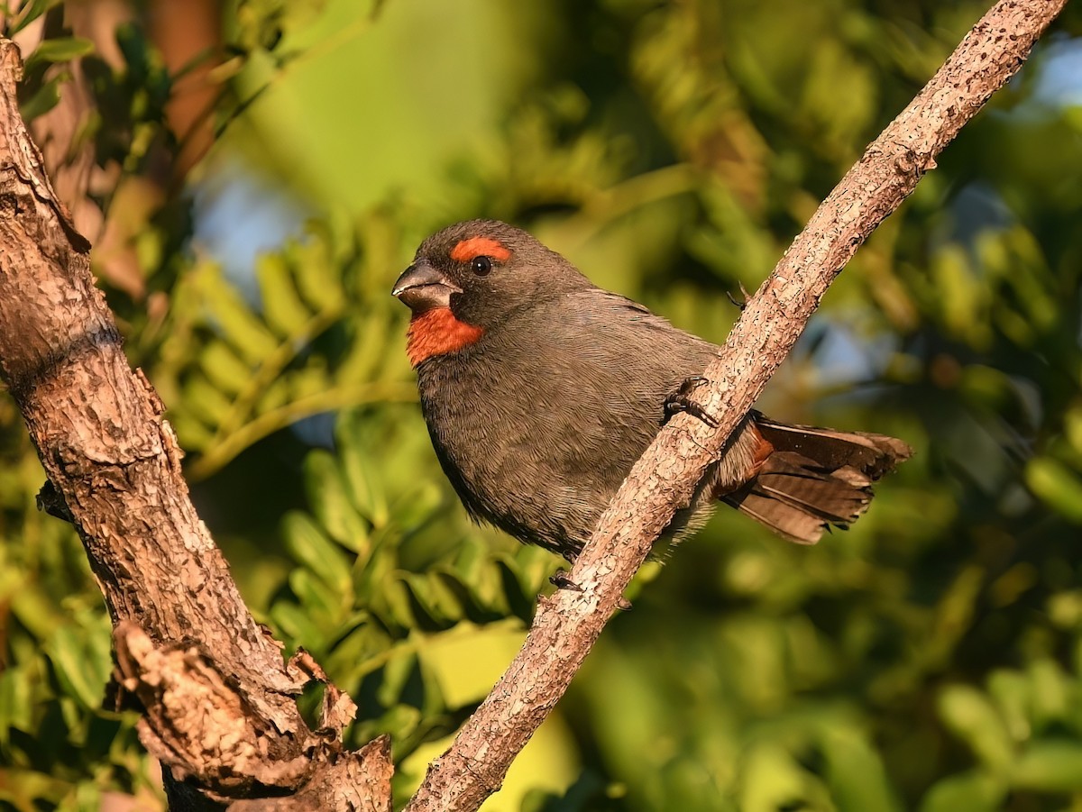 クロアカウソ - ML645474751