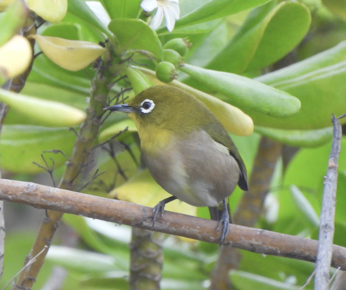Окулярник японський - ML645474752