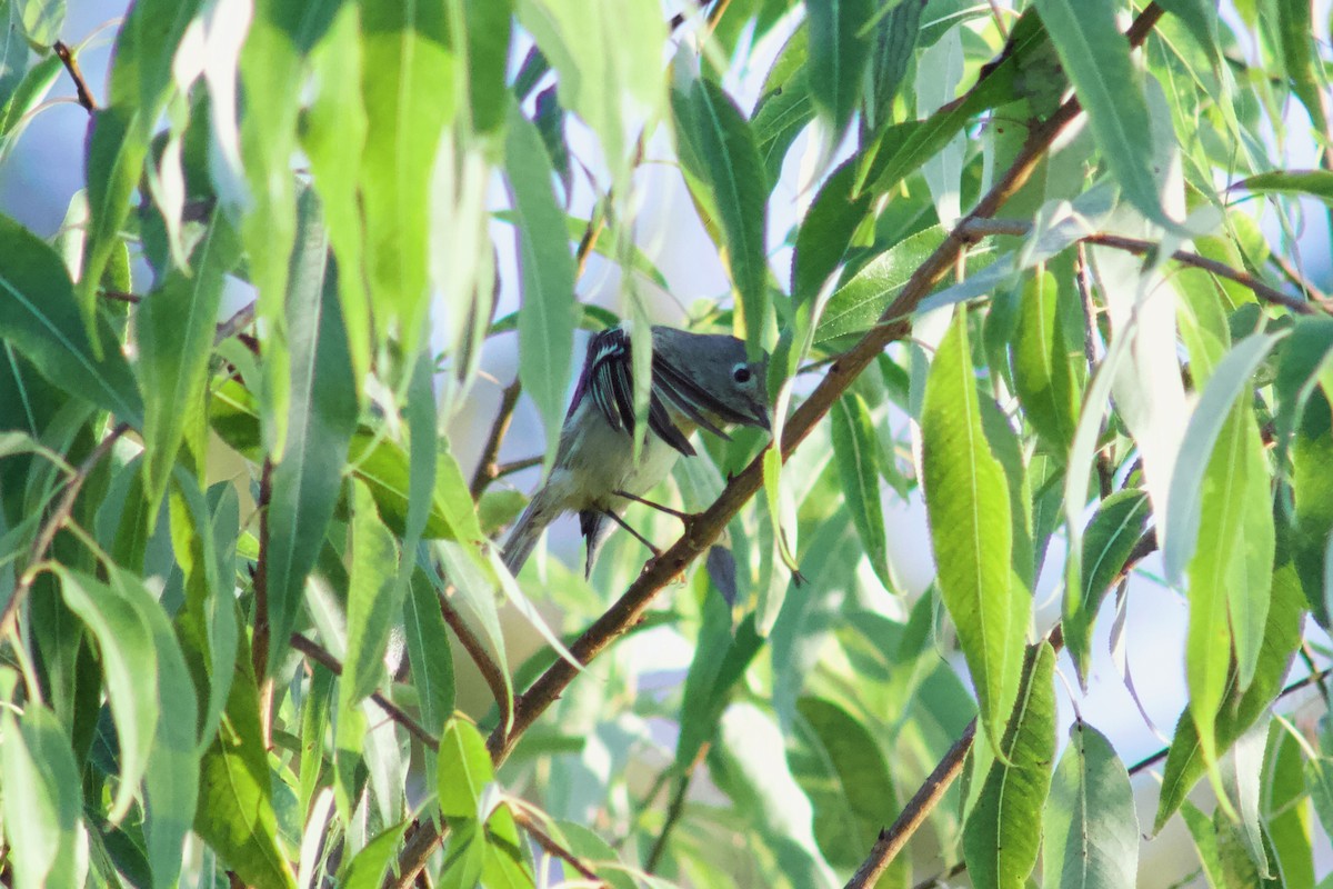 Ruby-crowned Kinglet - ML645474756