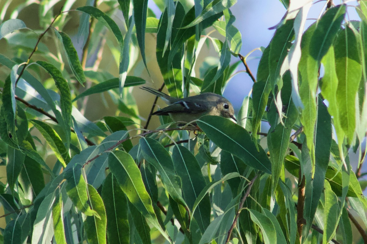 Ruby-crowned Kinglet - ML645474757