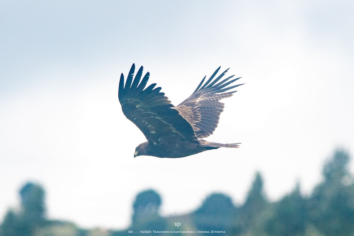 עיט סוואנות - ML645474759