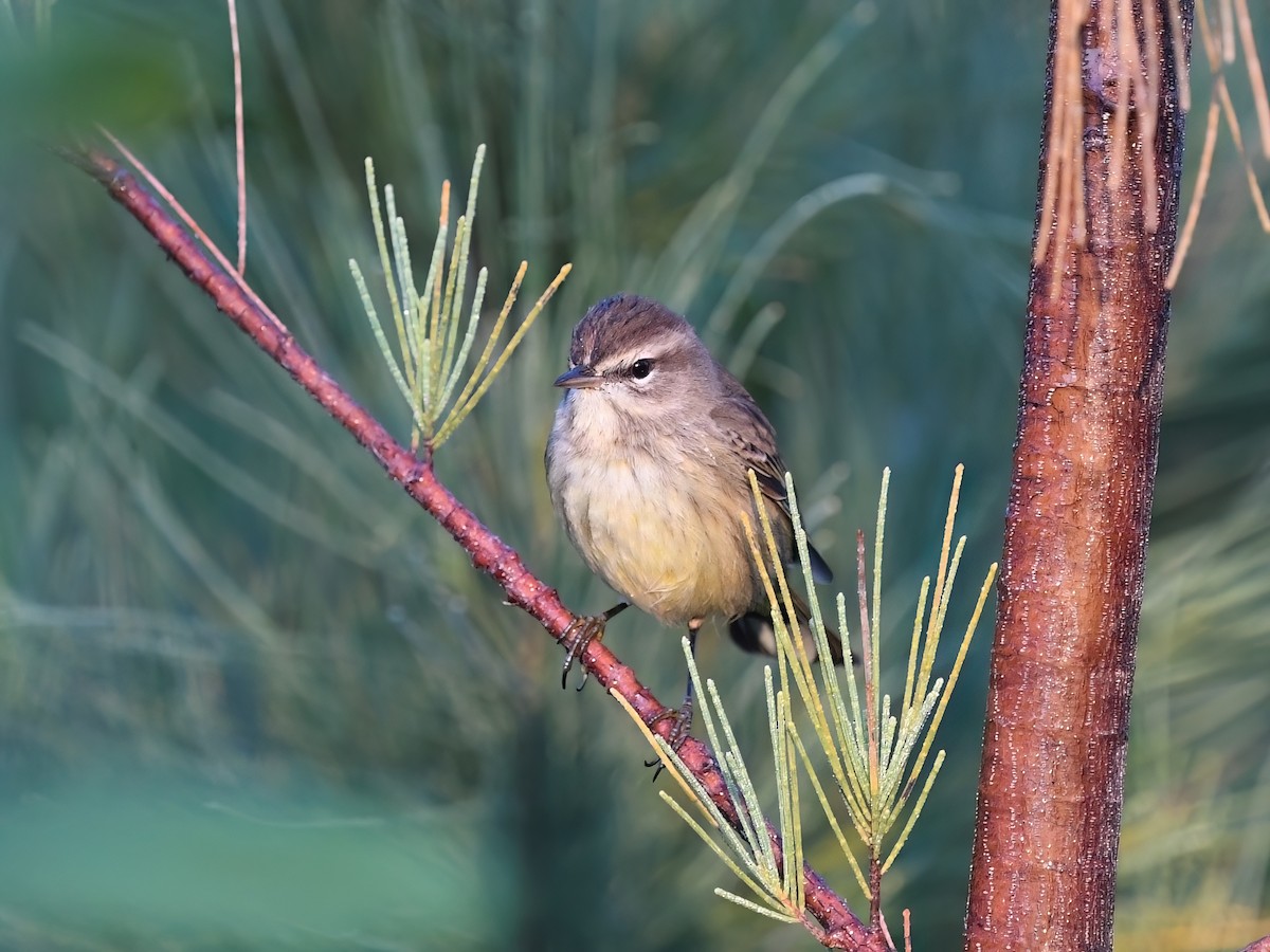 ヤシアメリカムシクイ（palmarum） - ML645474764