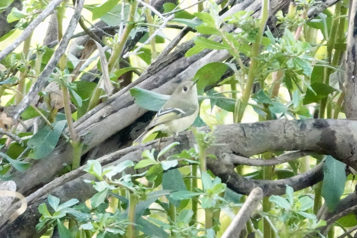 Ruby-crowned Kinglet - ML645474766