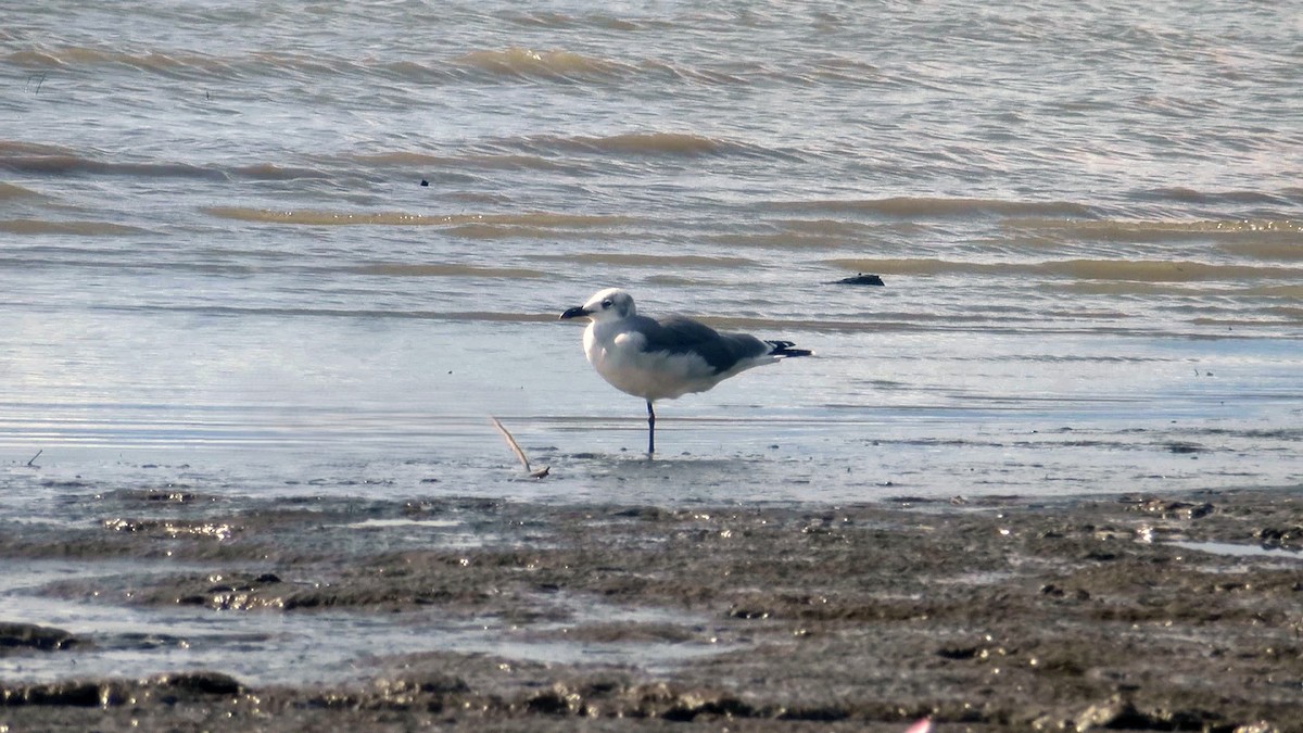 racek karibský - ML645474767