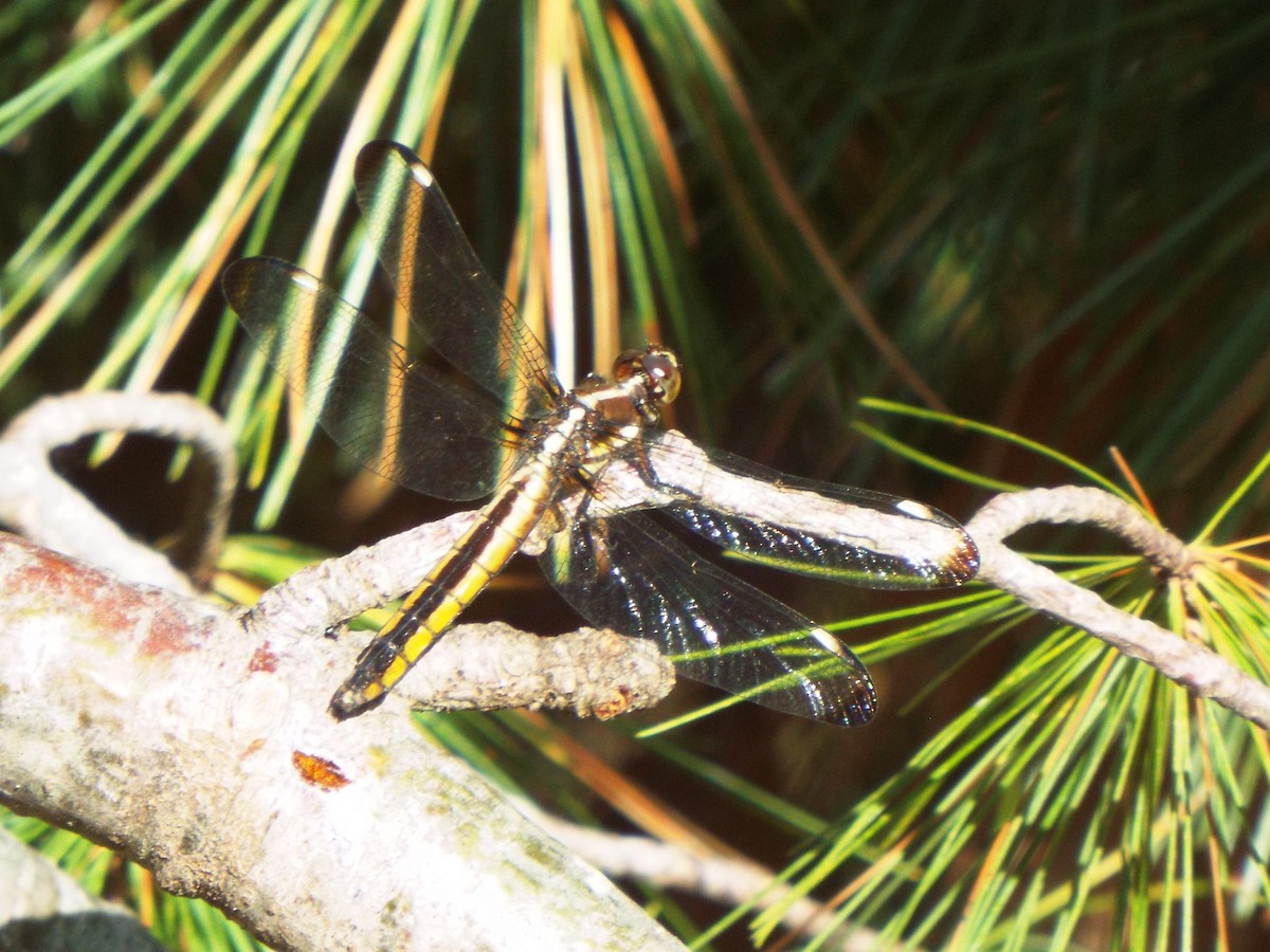 Spangled Skimmer - ML645474773