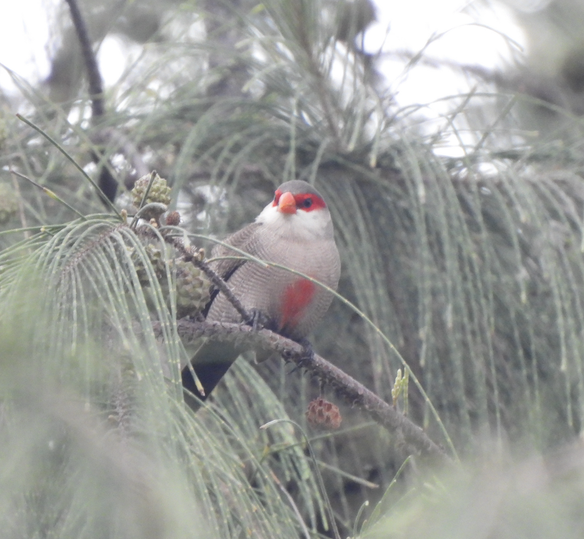 Common Waxbill - ML645474778