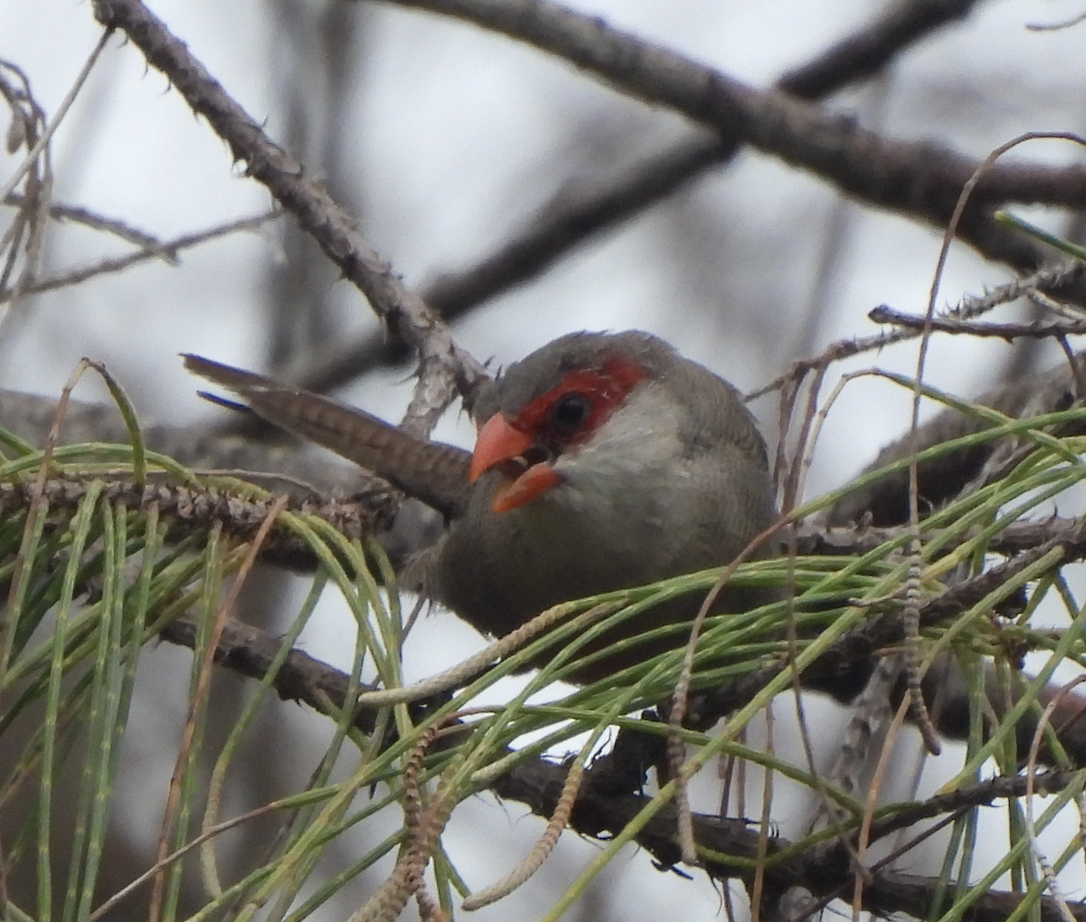 Common Waxbill - ML645474779